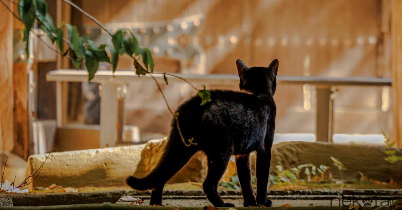 光と影に包まれる猫の時間】｜猫写真家 猫田晃広（Akihiro Nekota）