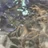 バクバク