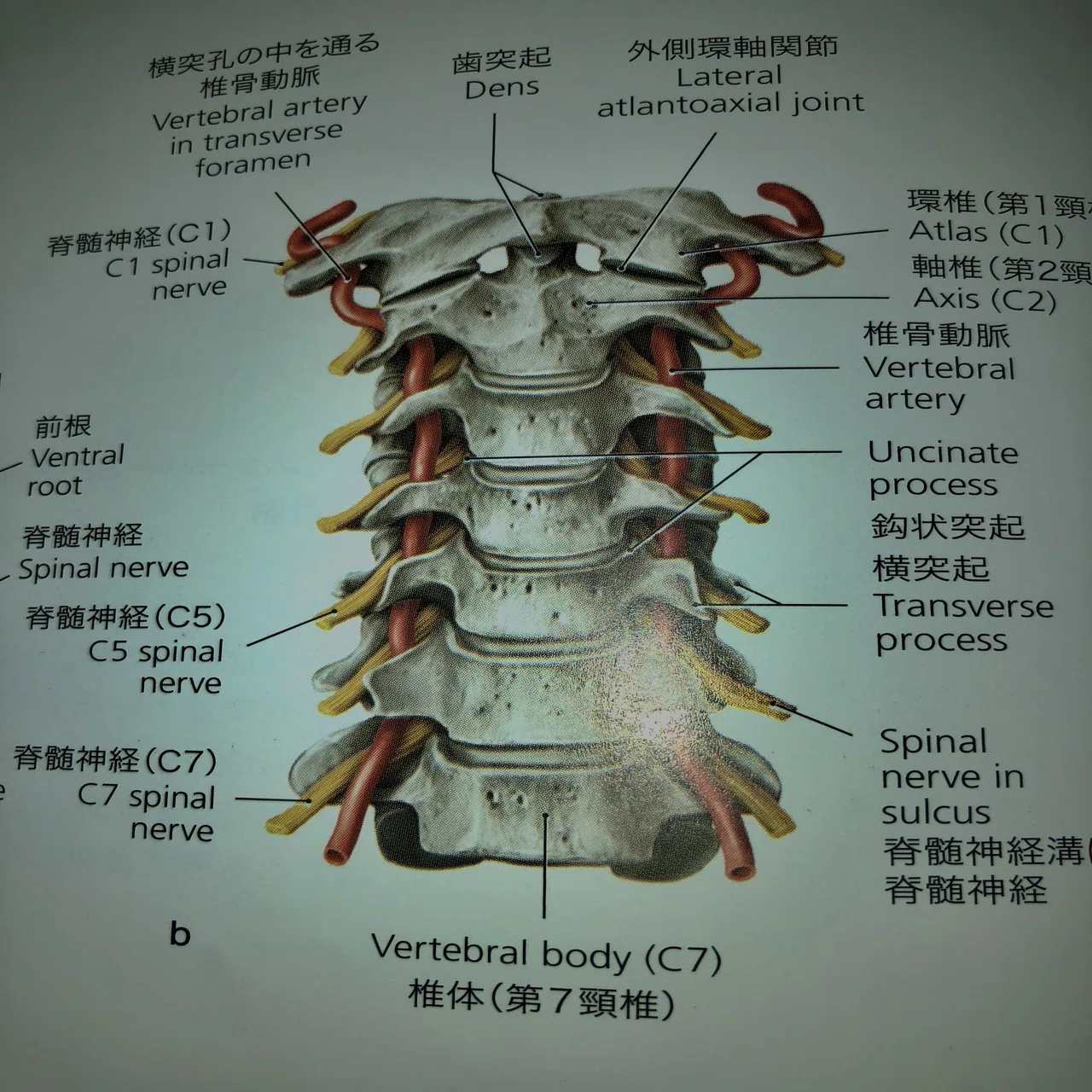 骨盤 脊椎 模型 大腿骨頭付き柔軟な脊椎モデル - 人間の脊椎モデル脊柱 