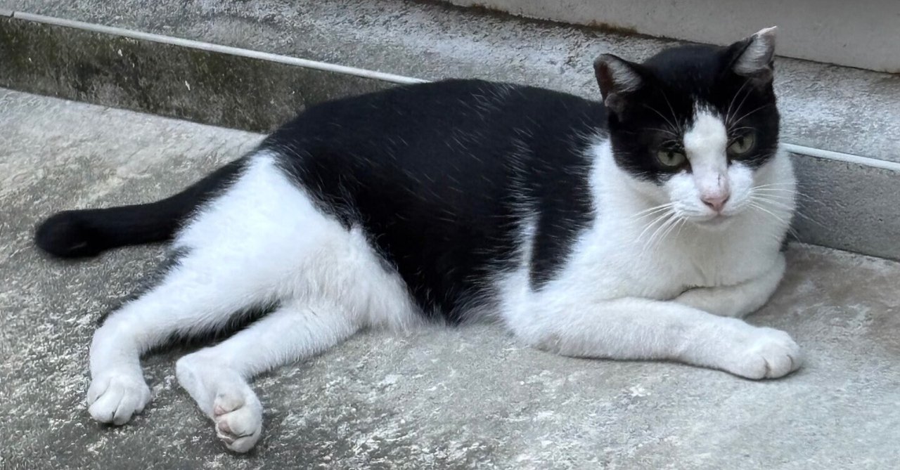 黒猫ちゃん辛そうだった、黒白ちゃんは大丈夫｜yumiパンダ