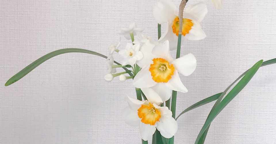 季節の花 春 水仙 さや Note
