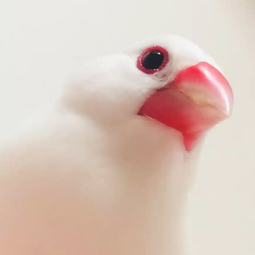 MaMe🥁🐤