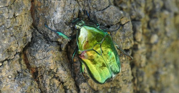 オーストラリアの新種！希少ムネアカセンチ これがオーストラリアのムネアカセンチコガネだ！ : むしむしブログ