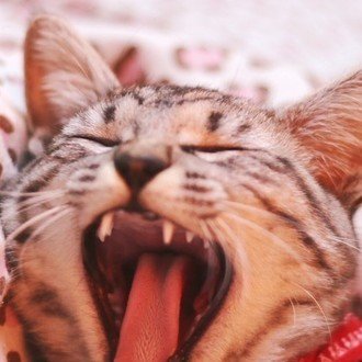 写真は呼吸 <こさいたろ>