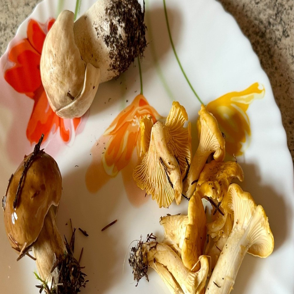 真夏の毒キノコ騒動 in フィンランド｜Orangeの時間 by wisteria