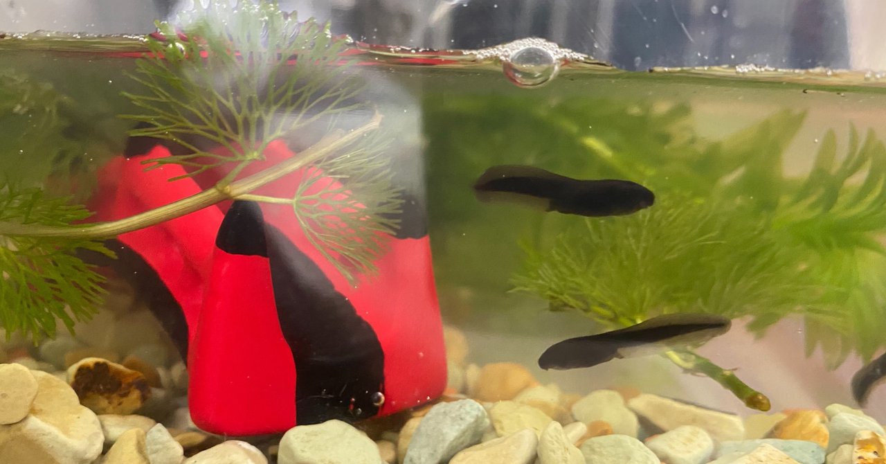 オタマジャクシ飼育3日目 3 22 サトウショウヘイ Note