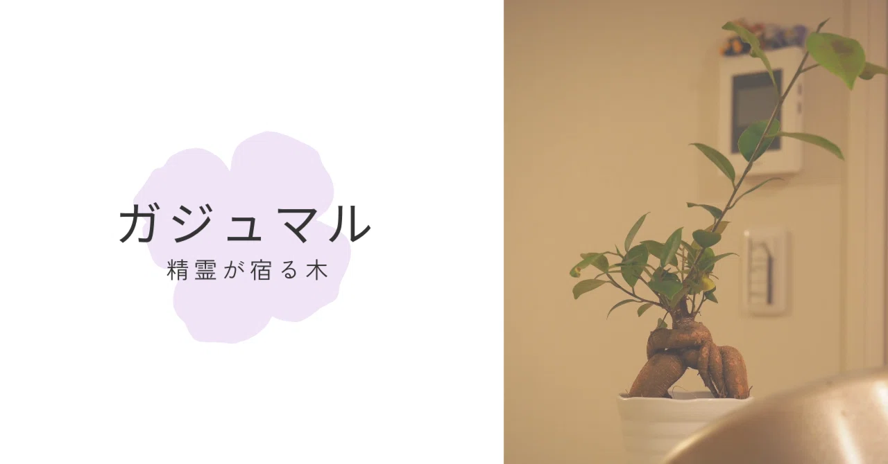 幸運を呼ぶ木？ガジュマル伝説の不思議な魅力3選?｜僕と花/boku_tohana