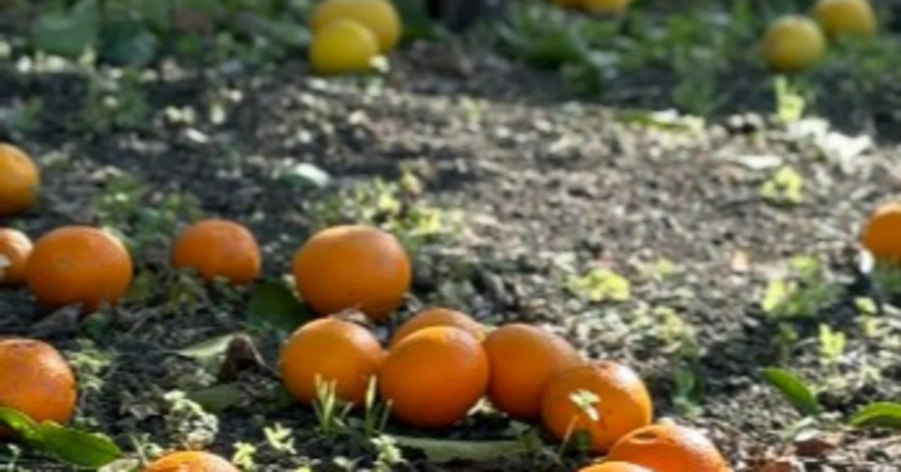 The Fruit Garden Dream That Came True Before I Knew It｜nico_仕組み化サポート