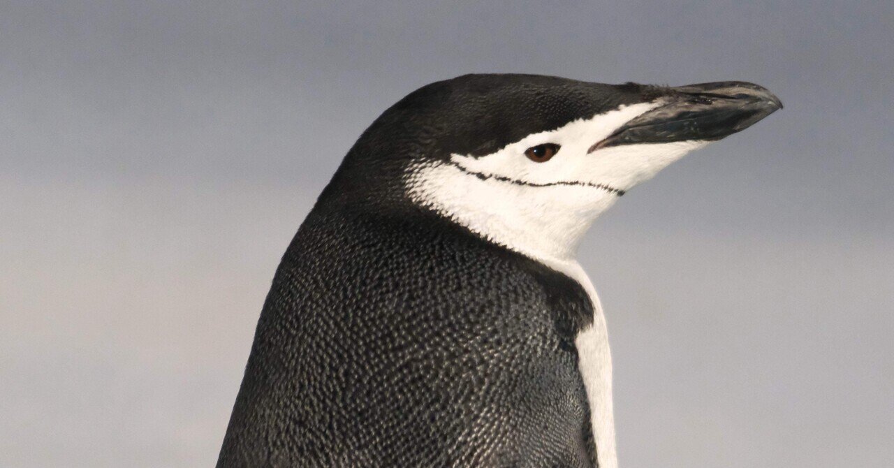飛べないペンギン10本 第1984回 空を飛ぶペンギン｜翆野 大地
