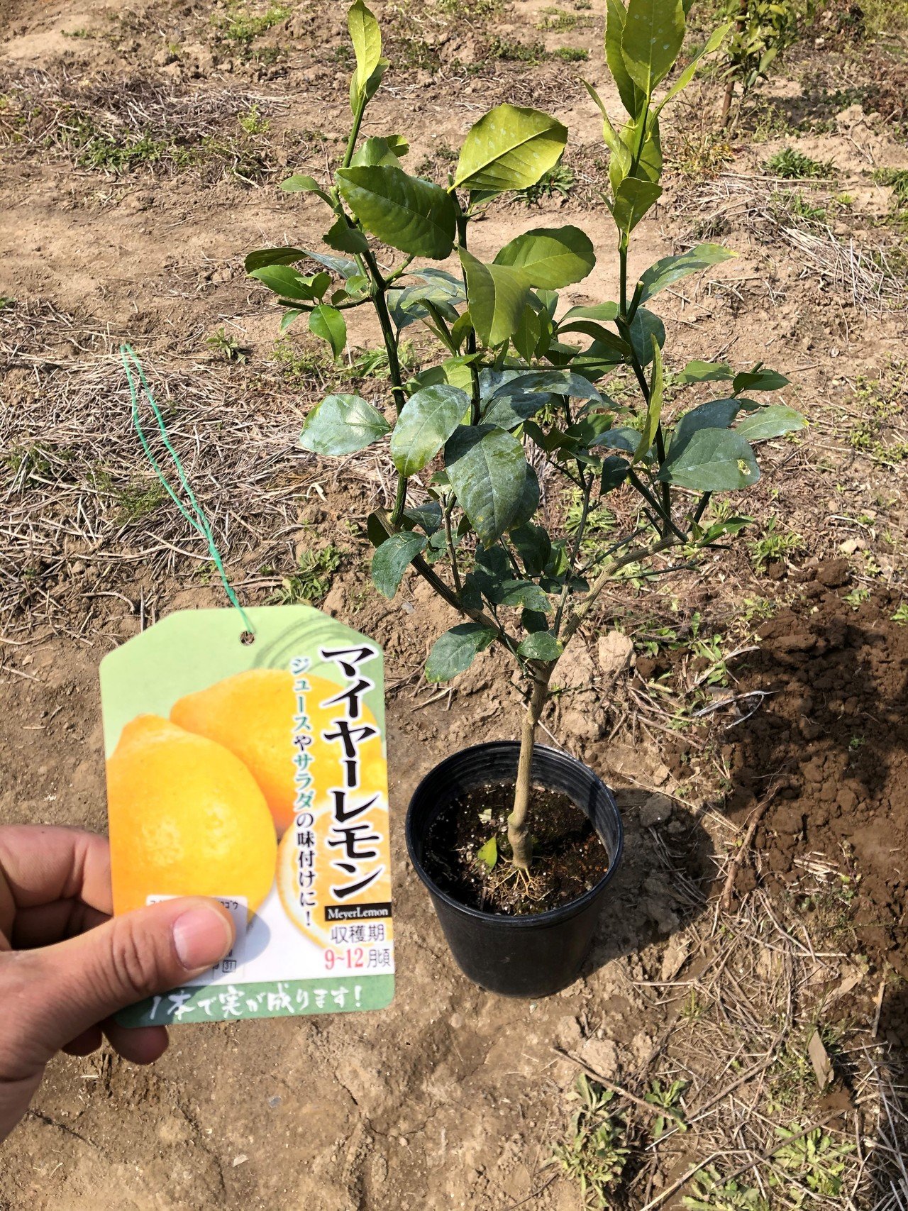 マイヤーレモン苗木の植え方・育て方｜mimasaka＠オトク研究家