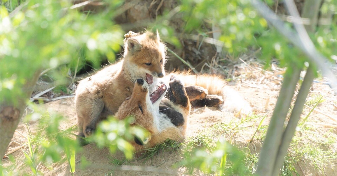 キタキツネのハリエットと娘のアリスの1年間の記録 北海道 SONY a1