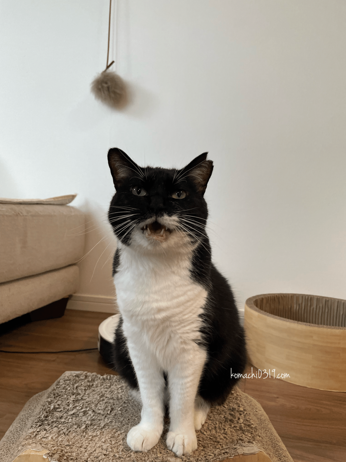 ネコの小判（感謝） KONGPOP_TH on X: 