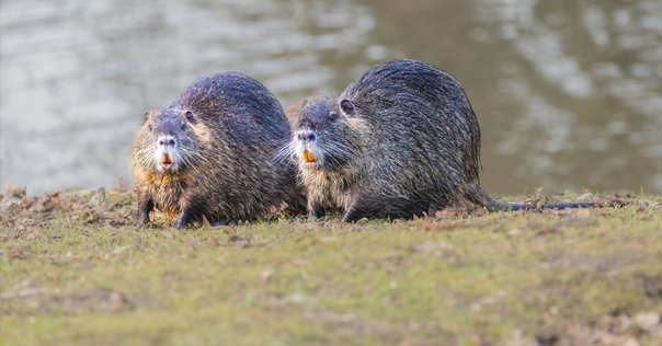 レポート】ヌートリア――この沼狸は今も日本のどこかにいるかも