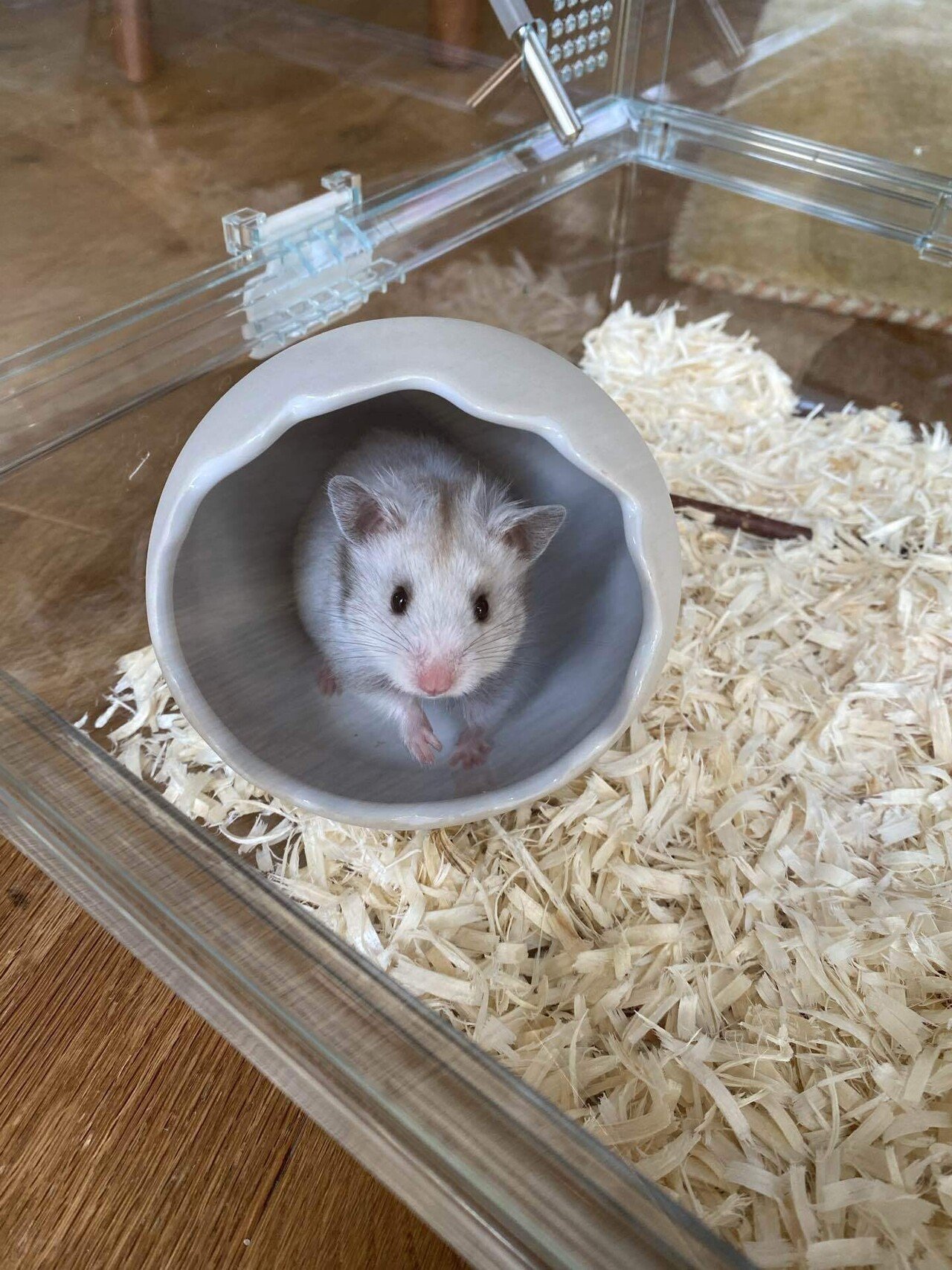 ようこそ、ハムスター。｜石原智子｜インタビューライター