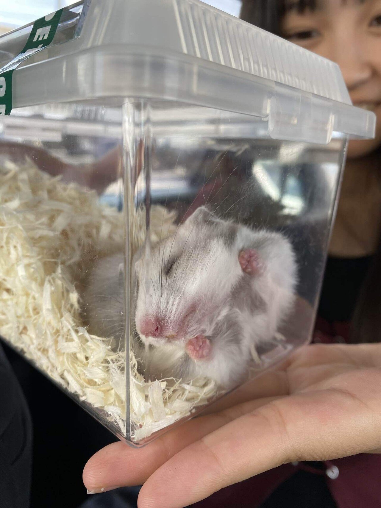 ようこそ、ハムスター。｜石原智子｜インタビューライター