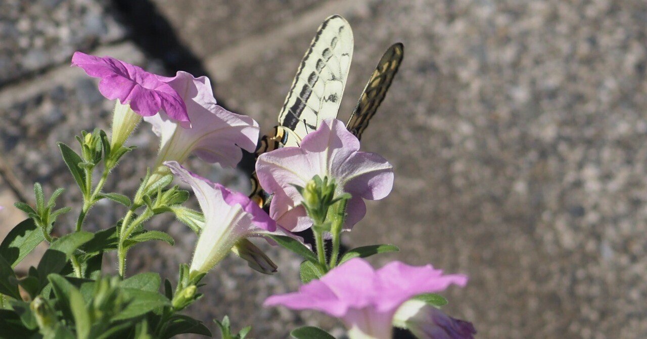 虫嫌いを克服させる千本ノック 248本目 キアゲハ（黄揚羽蝶）夏型の