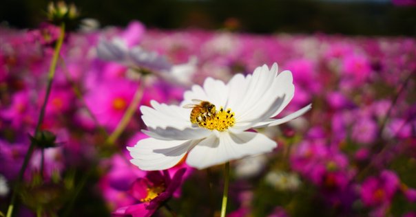 【新品未使用】 荒川洋治 詩集　真珠 SHINJU 第五回大岡信賞受賞作品　最新 SHINJU 荒川洋治 新詩集 新品未使用】 荒川洋治 詩集 真珠