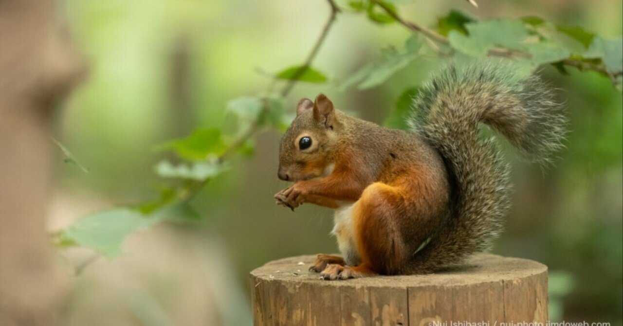 動物園だからこそ！ゆっくりリス観察🐿️｜nuiishibashi