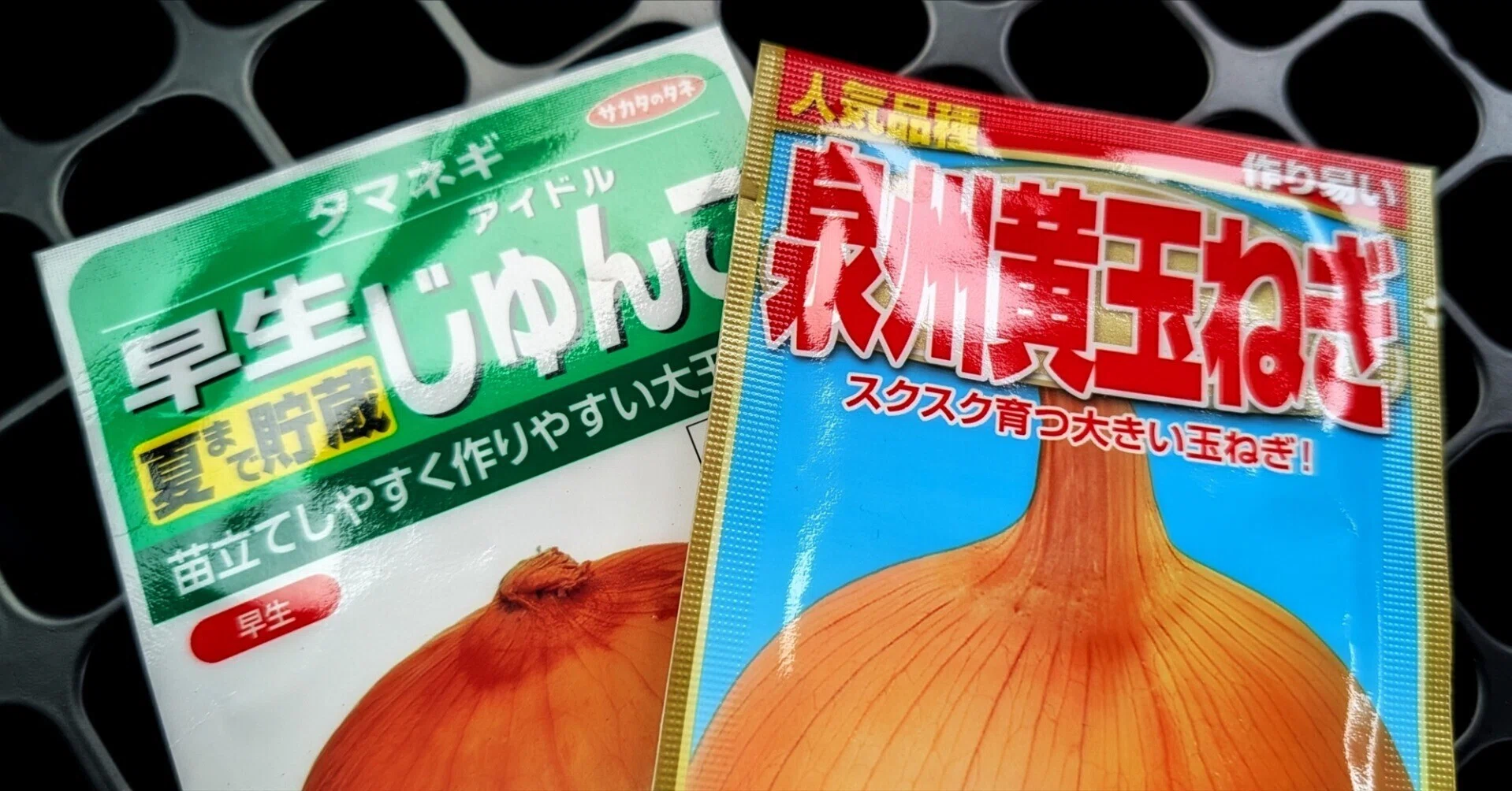 タマネギの種まきをしました｜annon