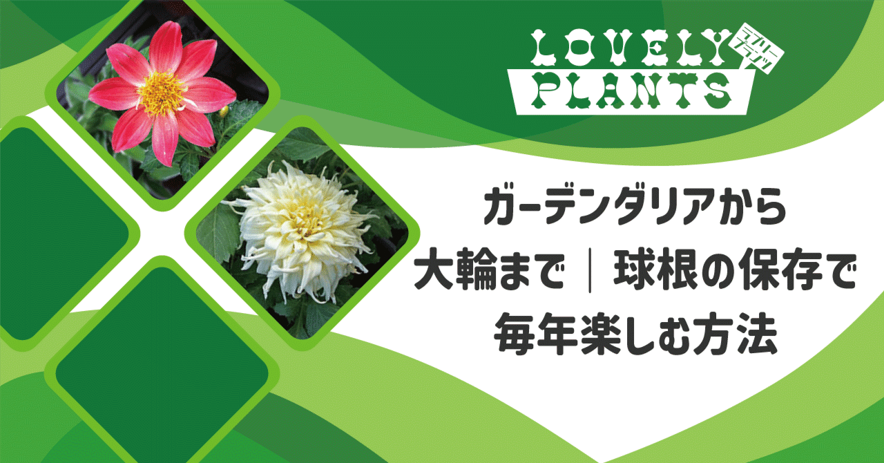 ガーデンダリアから大輪まで｜球根の保存で毎年楽しむ方法｜lovely