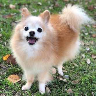 妊娠中 犬の散歩で転倒 みみ犬マニア Note