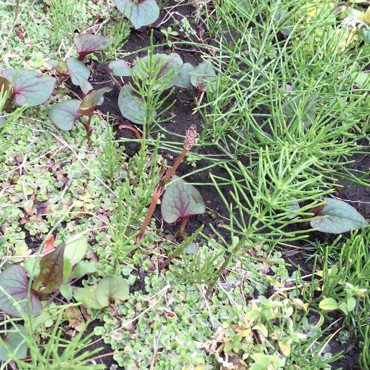 1日1コビト紹介 ： ツクシンボウズ｜こびとづかん公式note