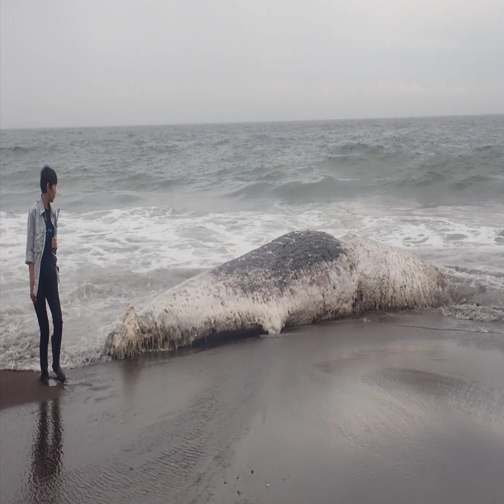 マッコウクジラの死体が漂着｜浦幌町立博物館