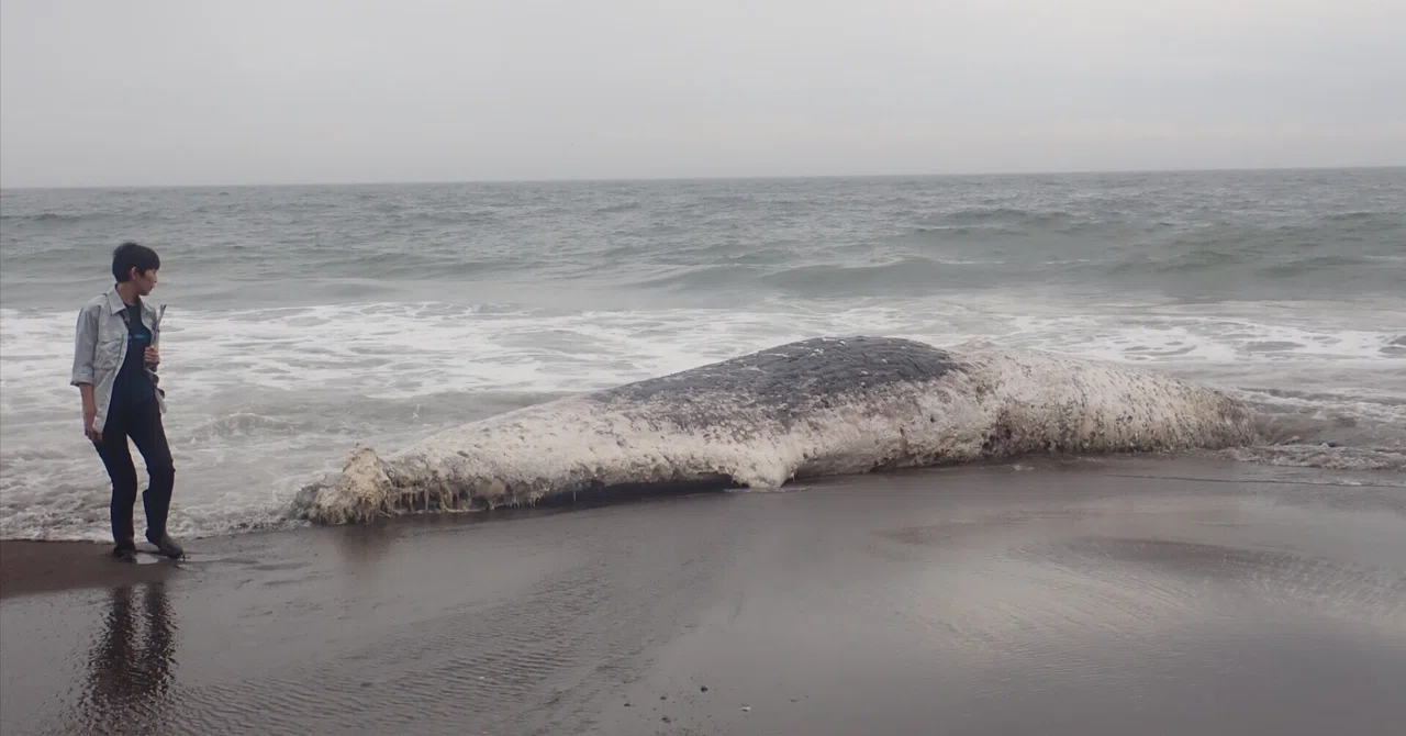 マッコウクジラの死体が漂着｜浦幌町立博物館