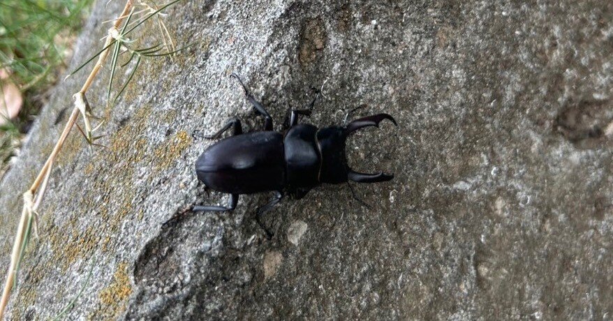 8月31日。クワガタ発見！｜Yukihiro🧸