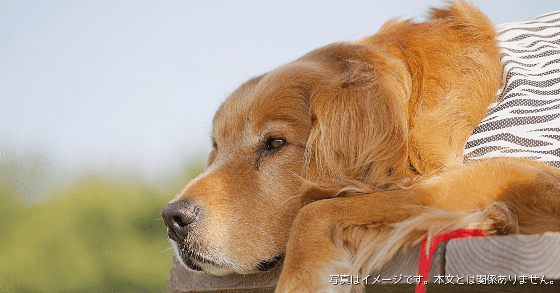 Totoro ballのペットドライルーム・ドライハウスはどうなの？小型犬