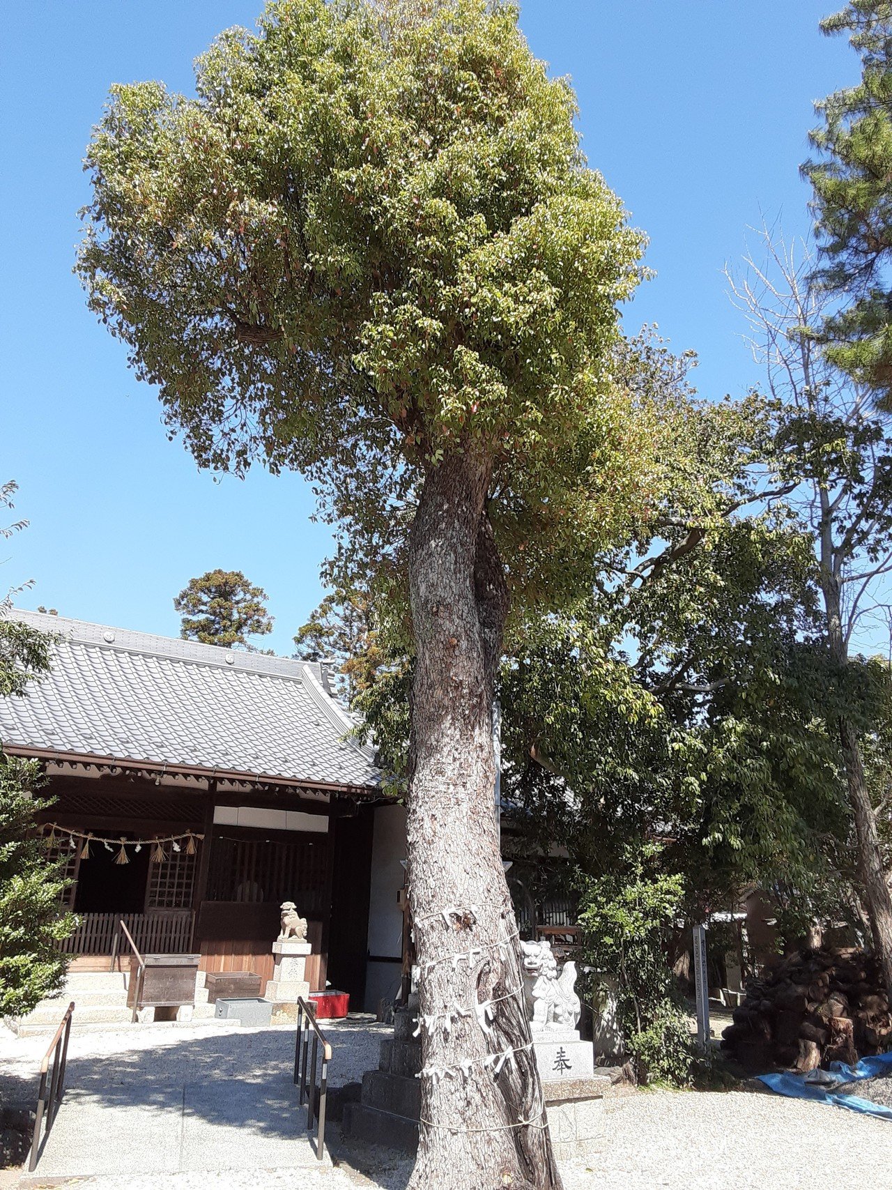 神館 こうたて 神社に導かれ Neoはまくん 大学ボクシング部監督 現在ダイエット中 3か月で100キロ 92キロ Note 神館 こうたて 神社に導かれ Neoはまくん 大学ボクシング部監督 現在ダイエット中 3か月で100キロ 92キロ Note