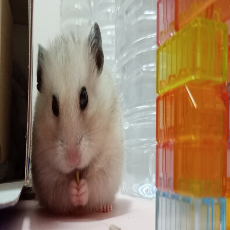 ごめん、可愛すぎてピントが合わない！食いしん坊ハムスターの豆苗