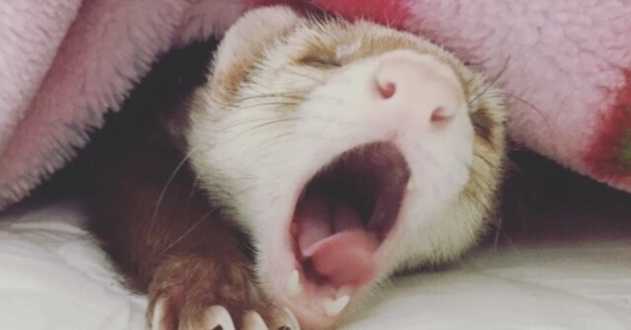 These abilities of ferrets make them not just cute pets, but truly ...