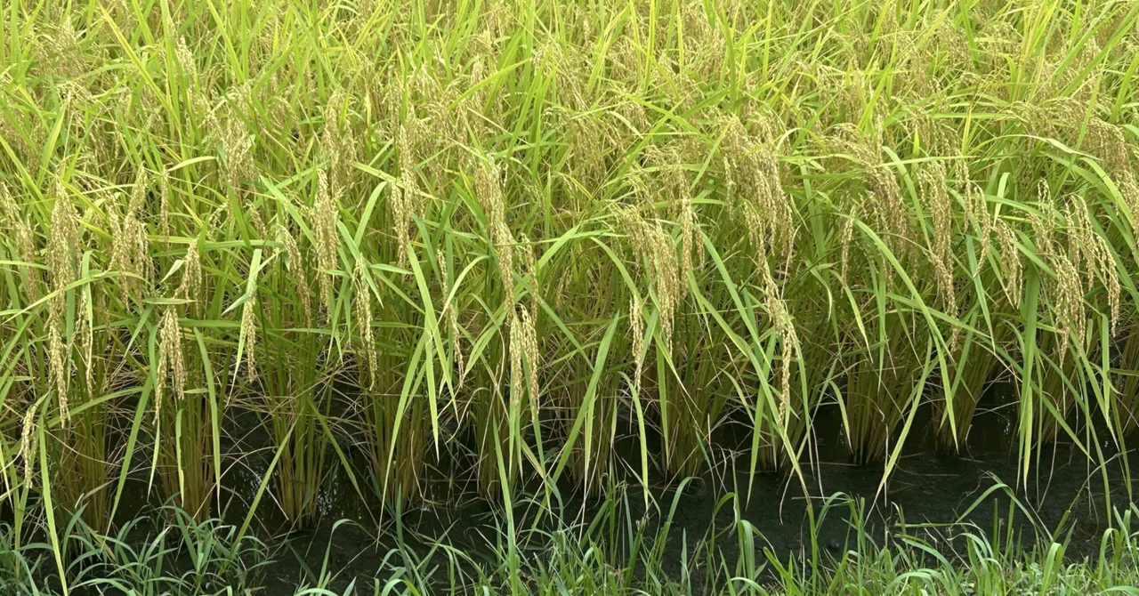 Upland Rice|saya