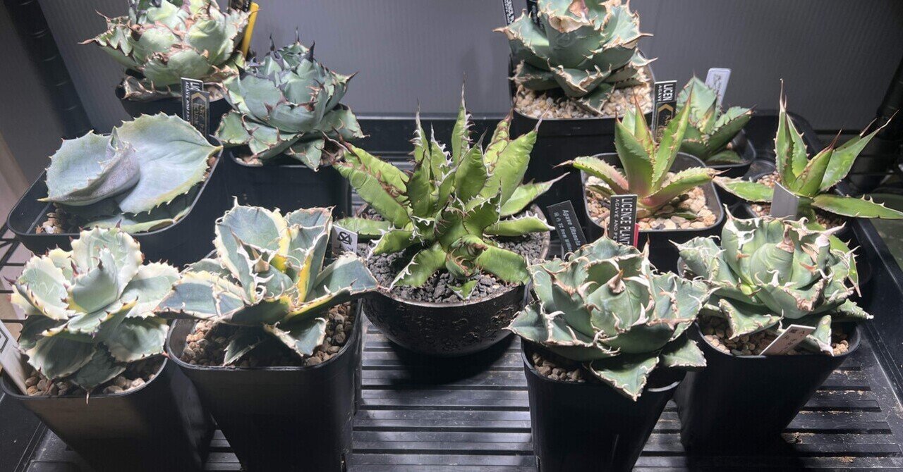 アガベ ネームド 勝手にレア度ランキング100｜mare_agave