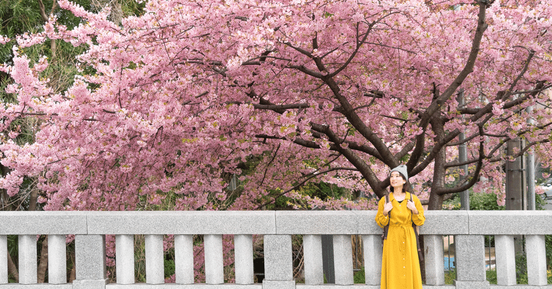 京都に春がきた 年早咲き桜カレンダー 絶景プロデューサー詩歩 Note