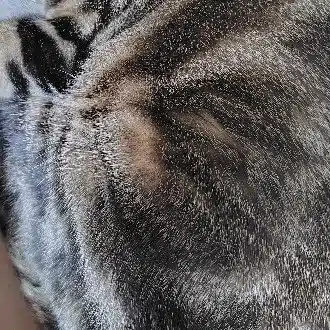 もちもちもっち