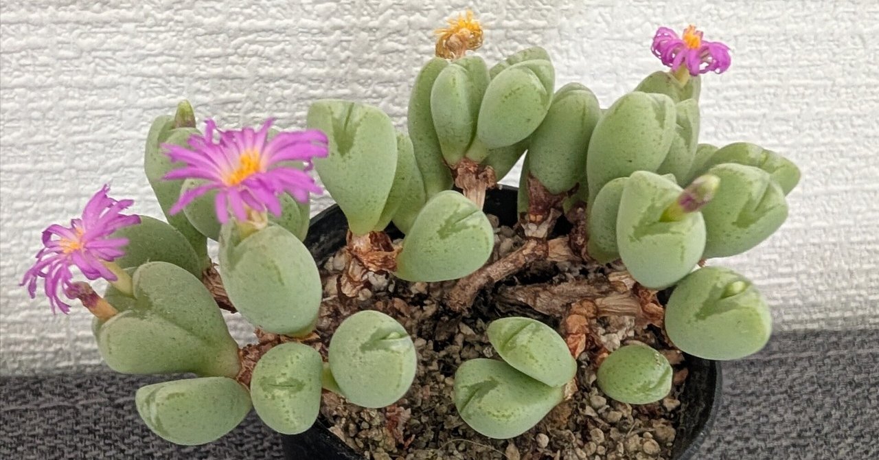 成長記録】コノフィツムに花が咲きました｜栽培したいゆ