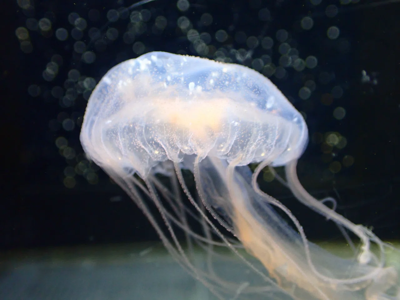 これは、クラゲ…？｜北里アクアリウムラボ