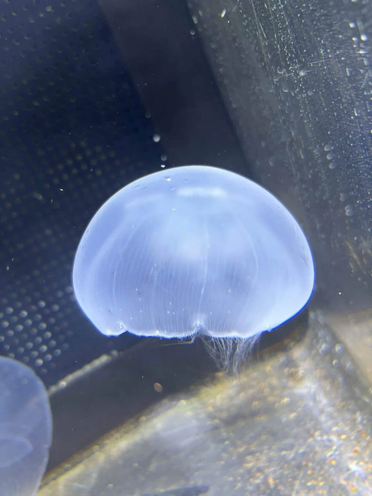 Puntopiuma アクアリウム クラゲ 照明 アクアロングチューブ クラゲ