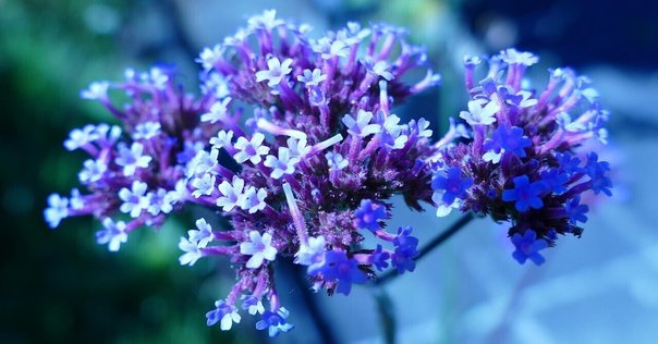 花言葉】ダリア=感謝｜大極貴人（たいきょくきじん）