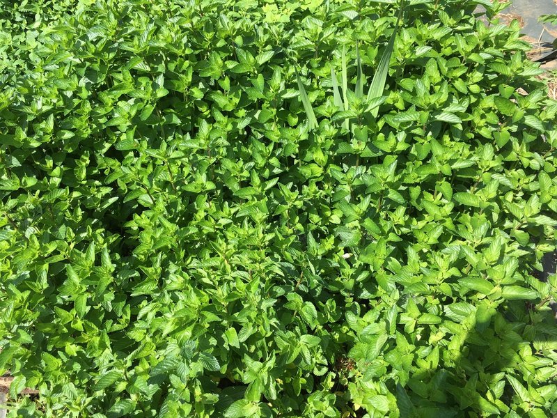 Vol 2 ミントのあれこれ Herbstand Note Vol 2 ミントのあれこれ Herbstand Note