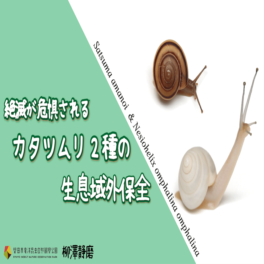 絶滅が危惧されるカタツムリ2種の生息域外保全｜竜洋昆虫自然観察公園