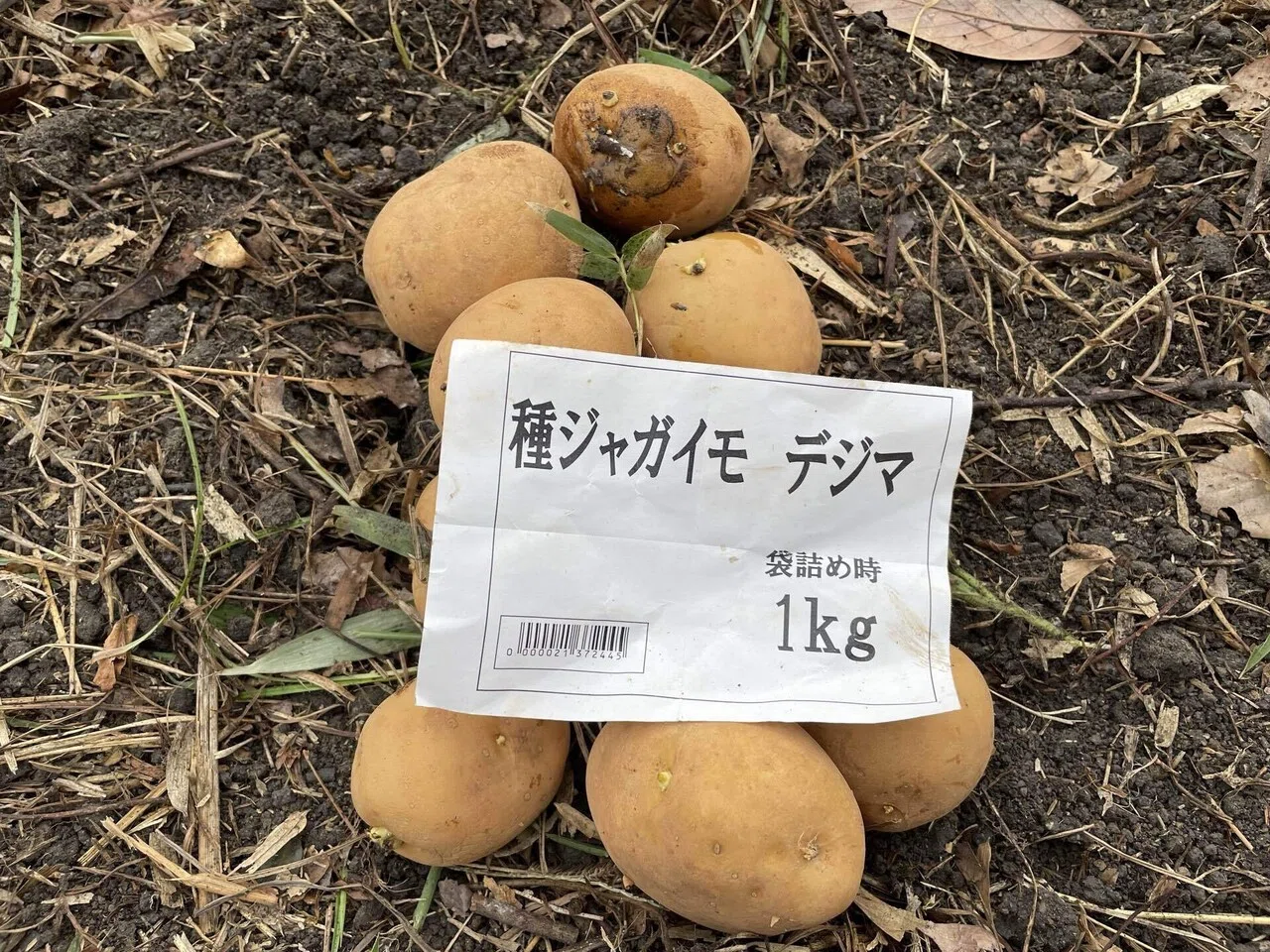 畑の小さな冒険：秋植えじゃがいも「デジマ」と「ニシユタカ」を育てる