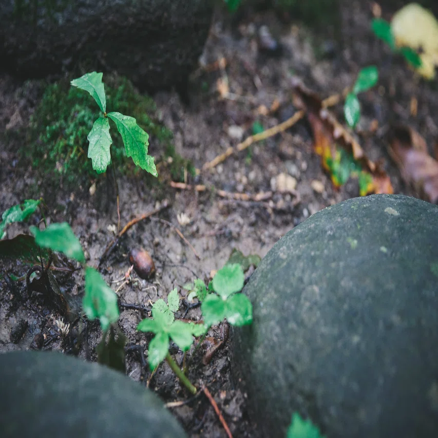 地元の自然を楽しみ、守る心を育てる草の根活動｜MOMO / ZERODAY
