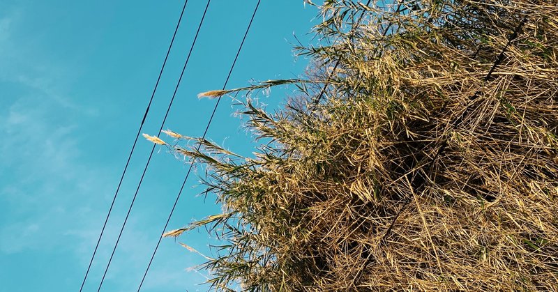 120年に一度だけ咲く花