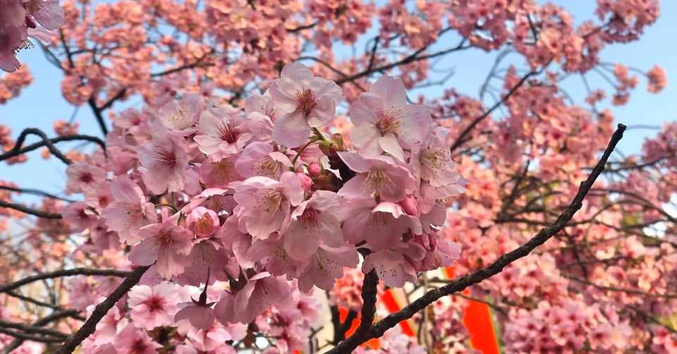 桜が綺麗でした Takumi Note