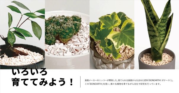 絶対行きたい！ビカクシダが買えるお店（東京とその近郊編）｜な