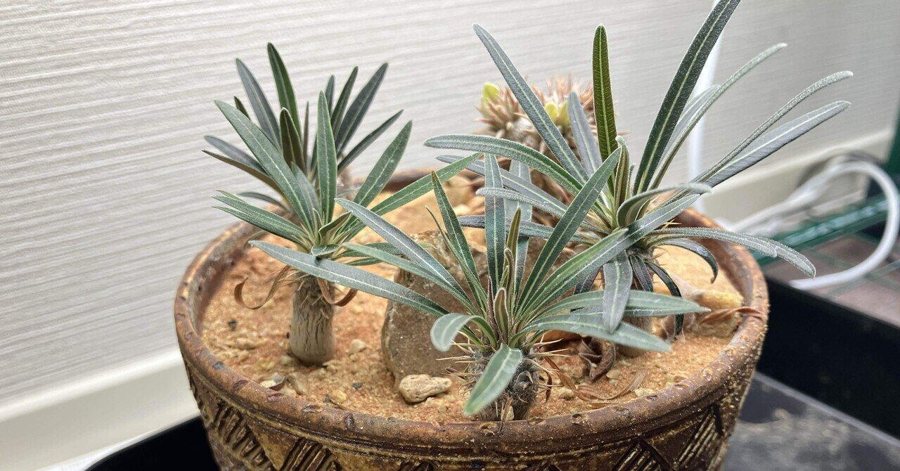 塊根植物｜サキュビットくん｜note