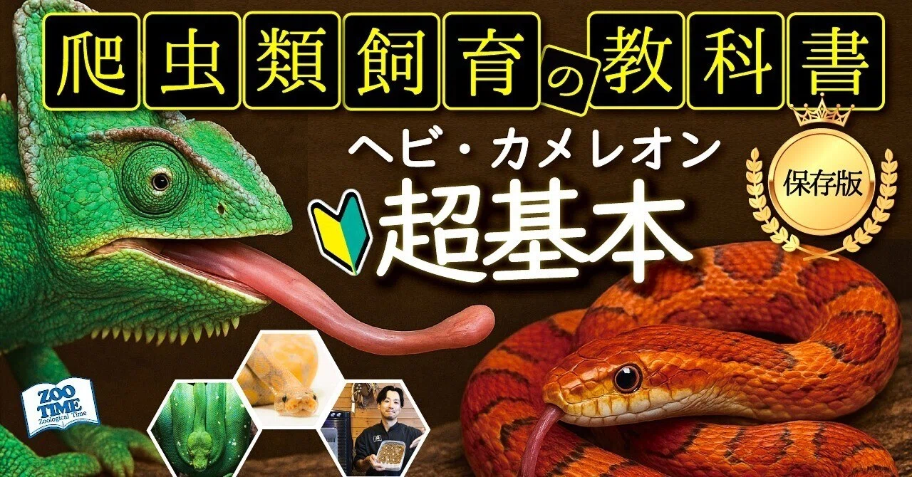 ③ First-time Reptile Keeping🔰] Super Basic Breeding Guide for